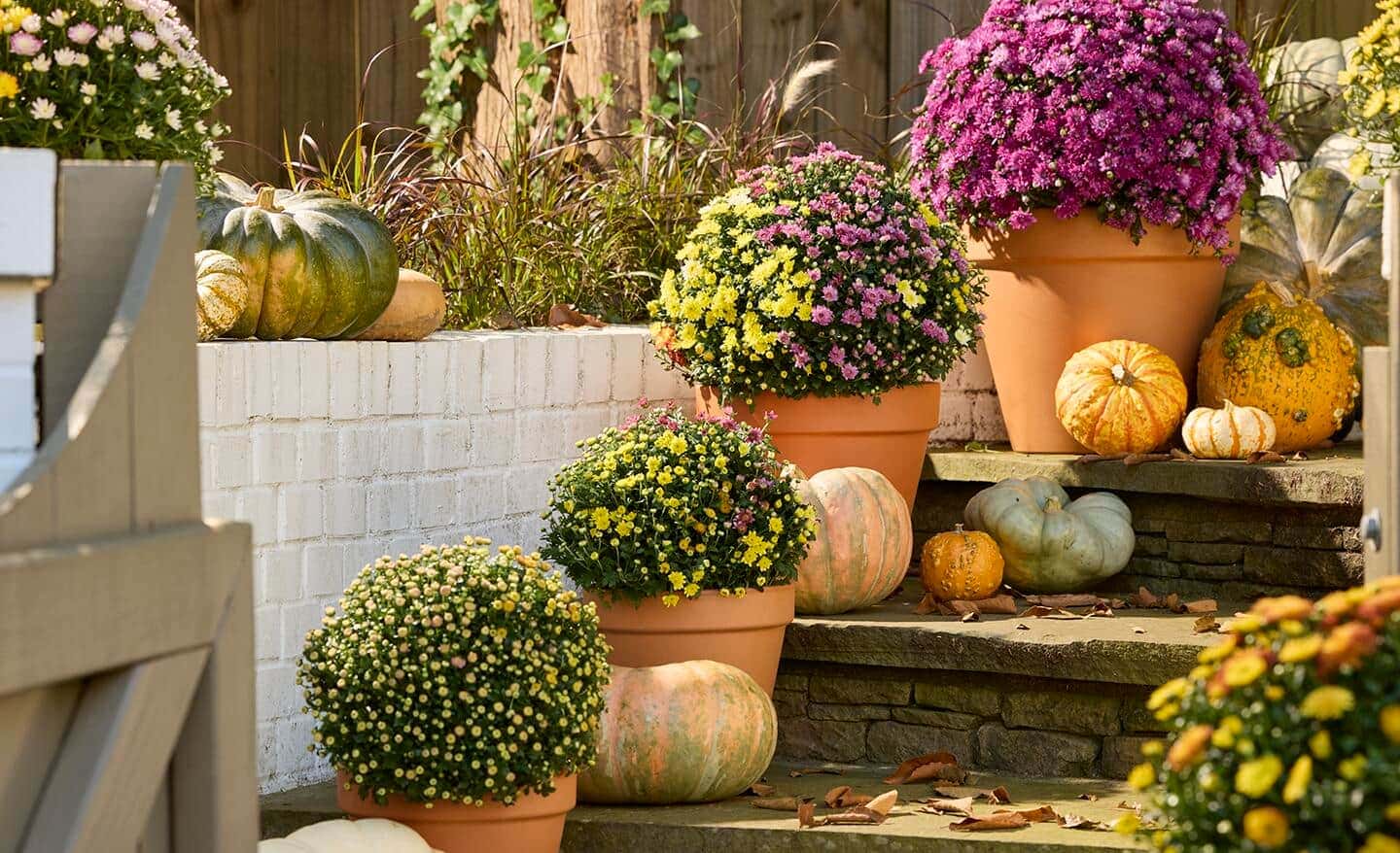 Using Mums for Special Occasions