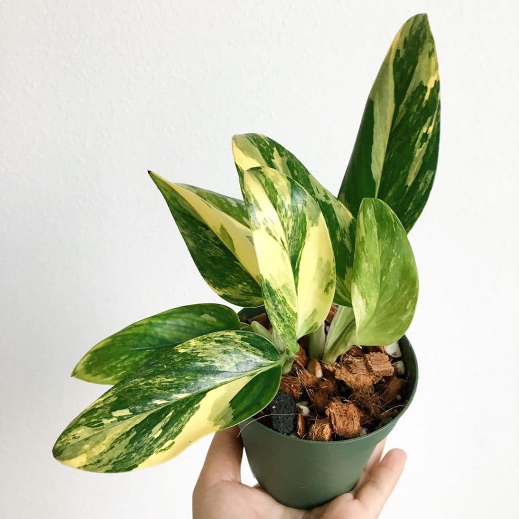What Exactly Is Monstera Standleyana