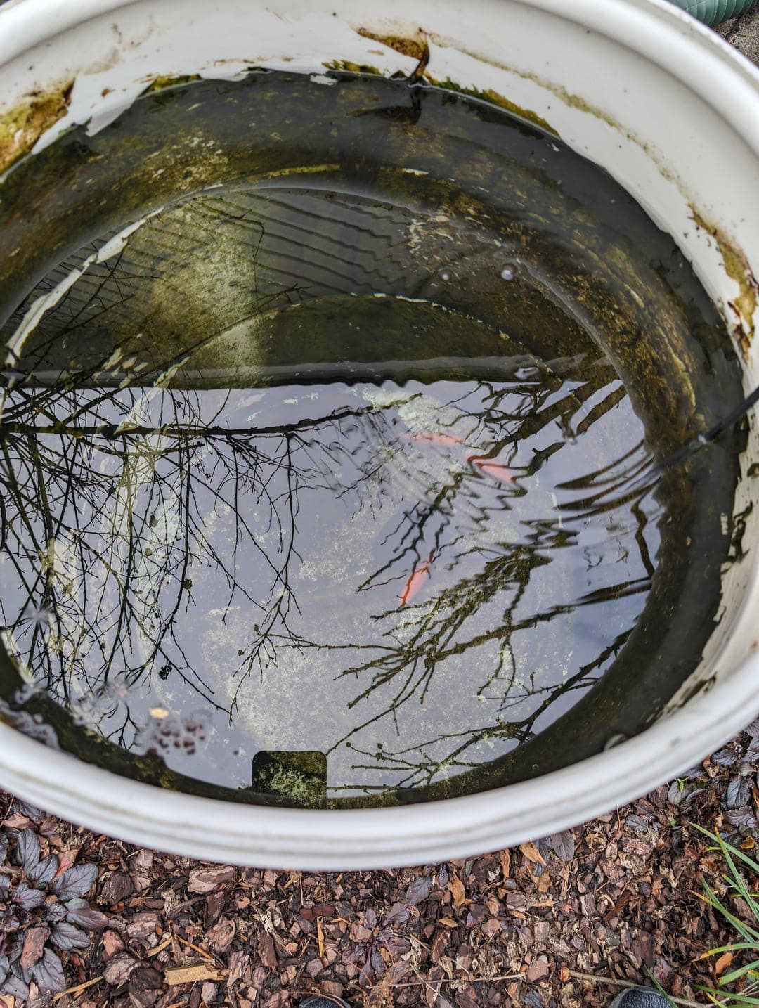 goldfish help maintain cleaner water in your rain barrel
