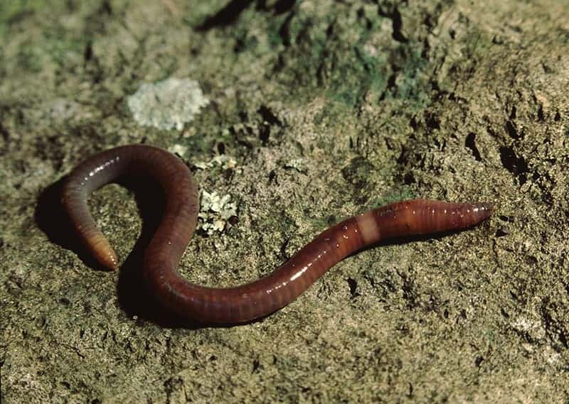 Anecic Species