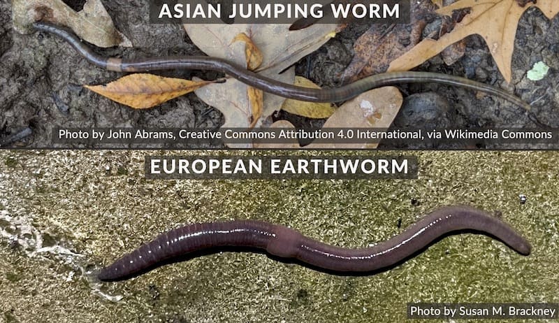 Asian jumping worm vs European earthworm