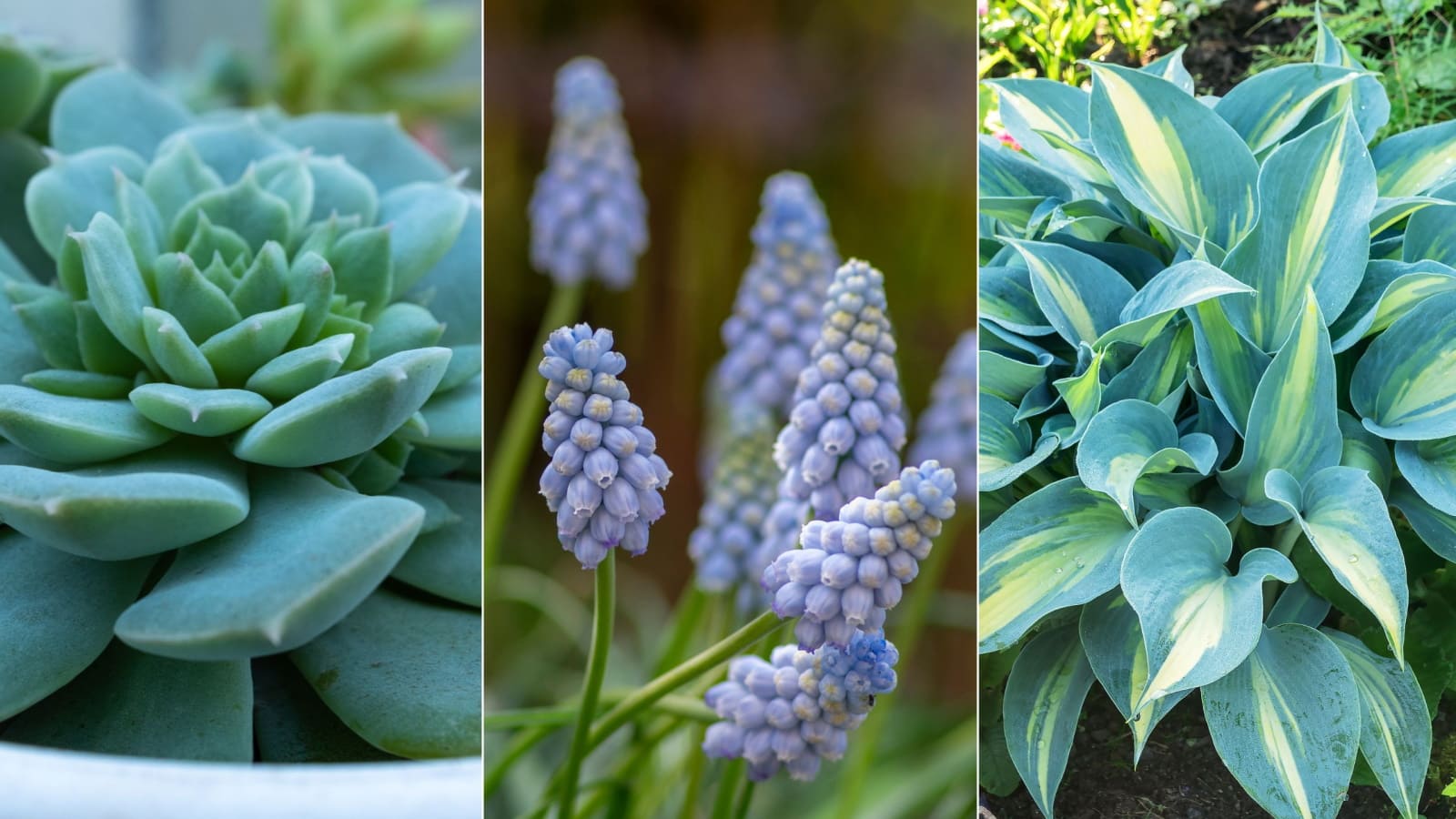 Blue-green foliage plants
