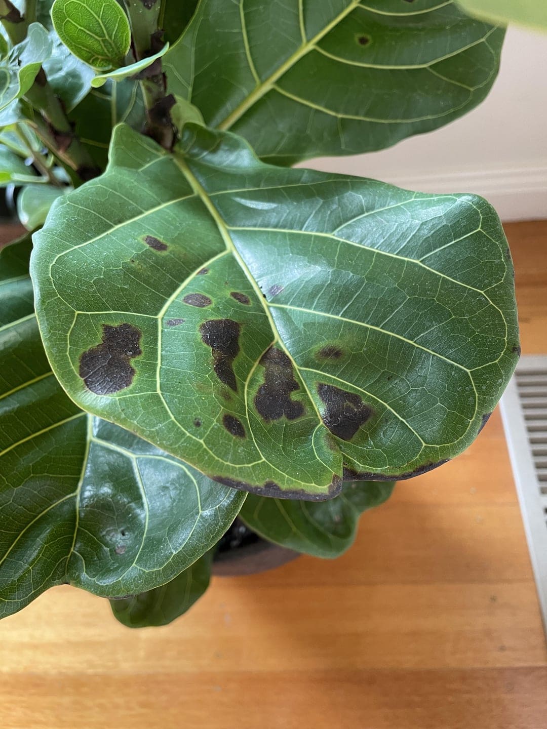 Brown spots on a fiddle leaf fig's leaves