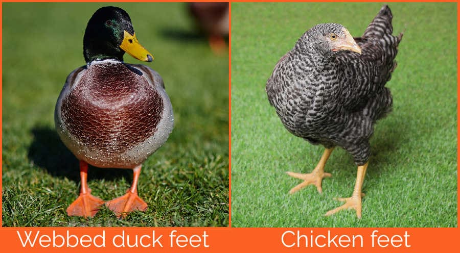 Chicken vs Duck