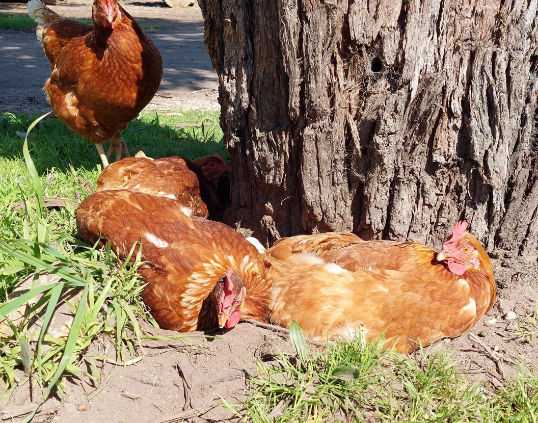 Chickens Choose Dust