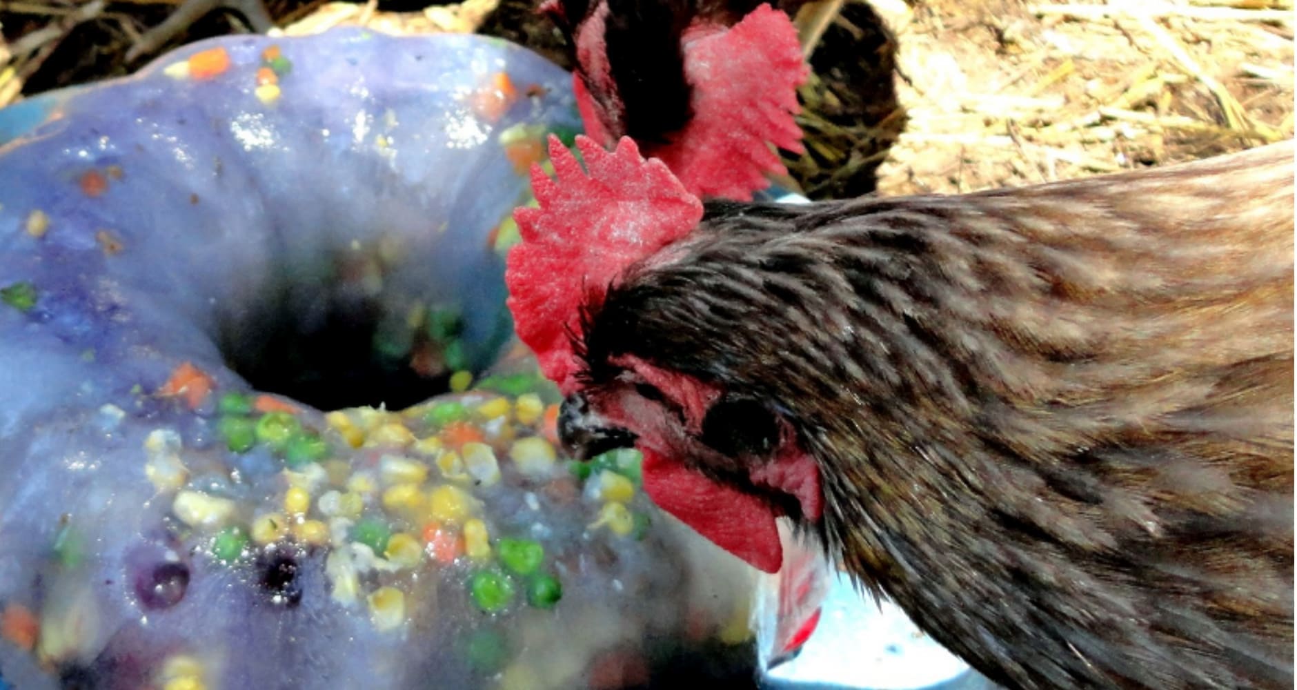 Chickens love frozen treats