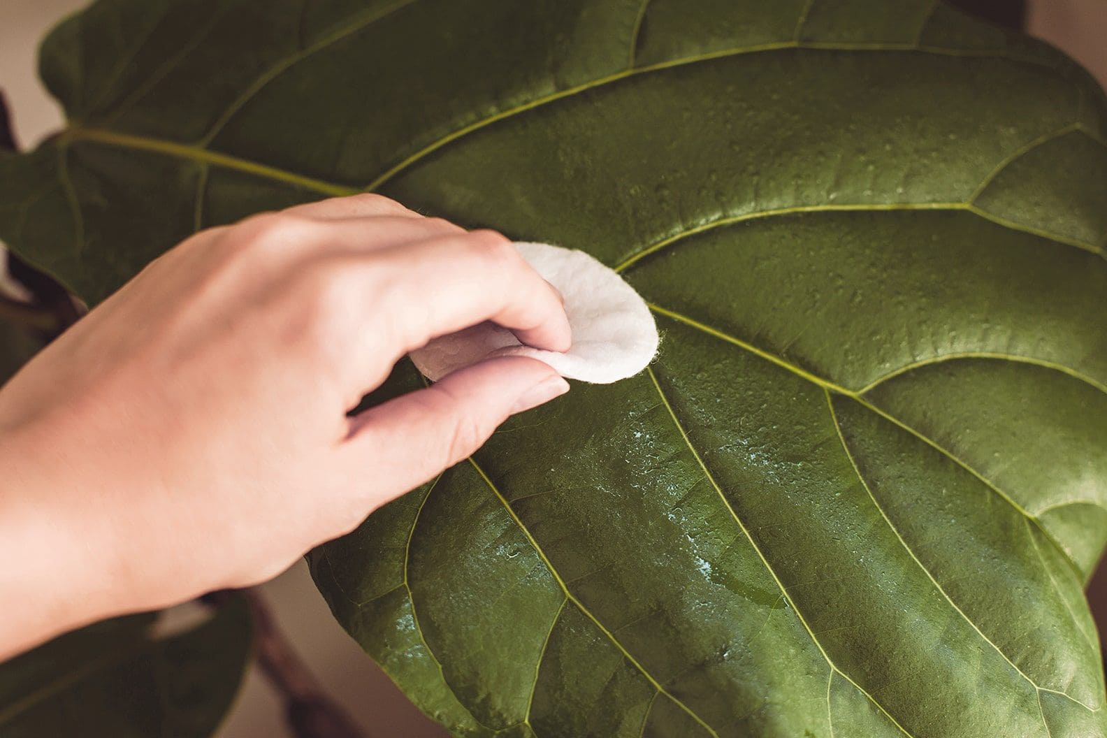 Cleaning fiddle leaf fig