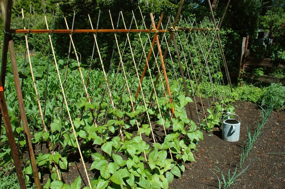 Climbing beans on temporary trellises