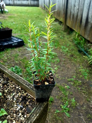 Container-Grown Manuka Seedlings