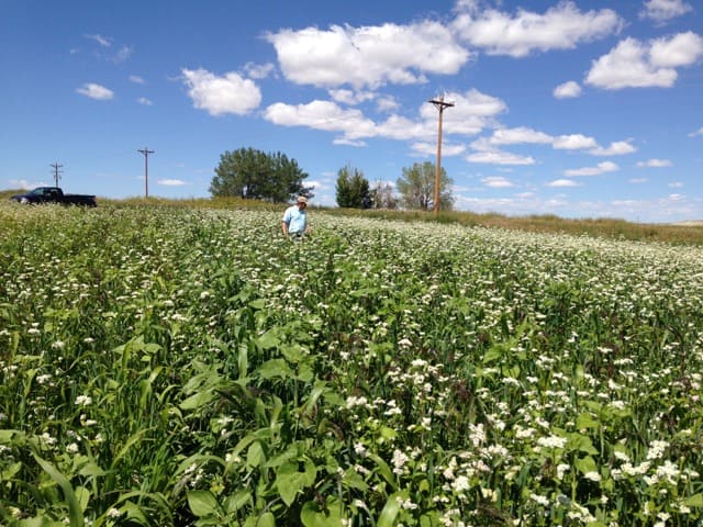 Cover Crops In Desert