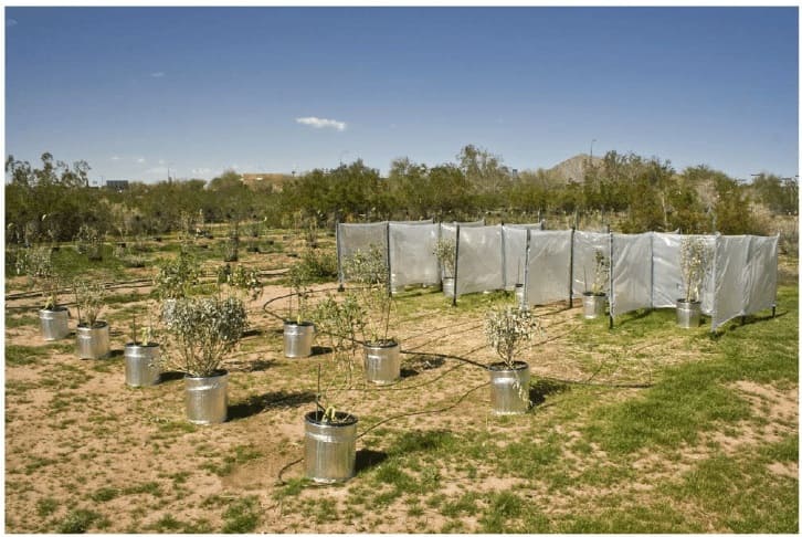 Desert Wind Protection