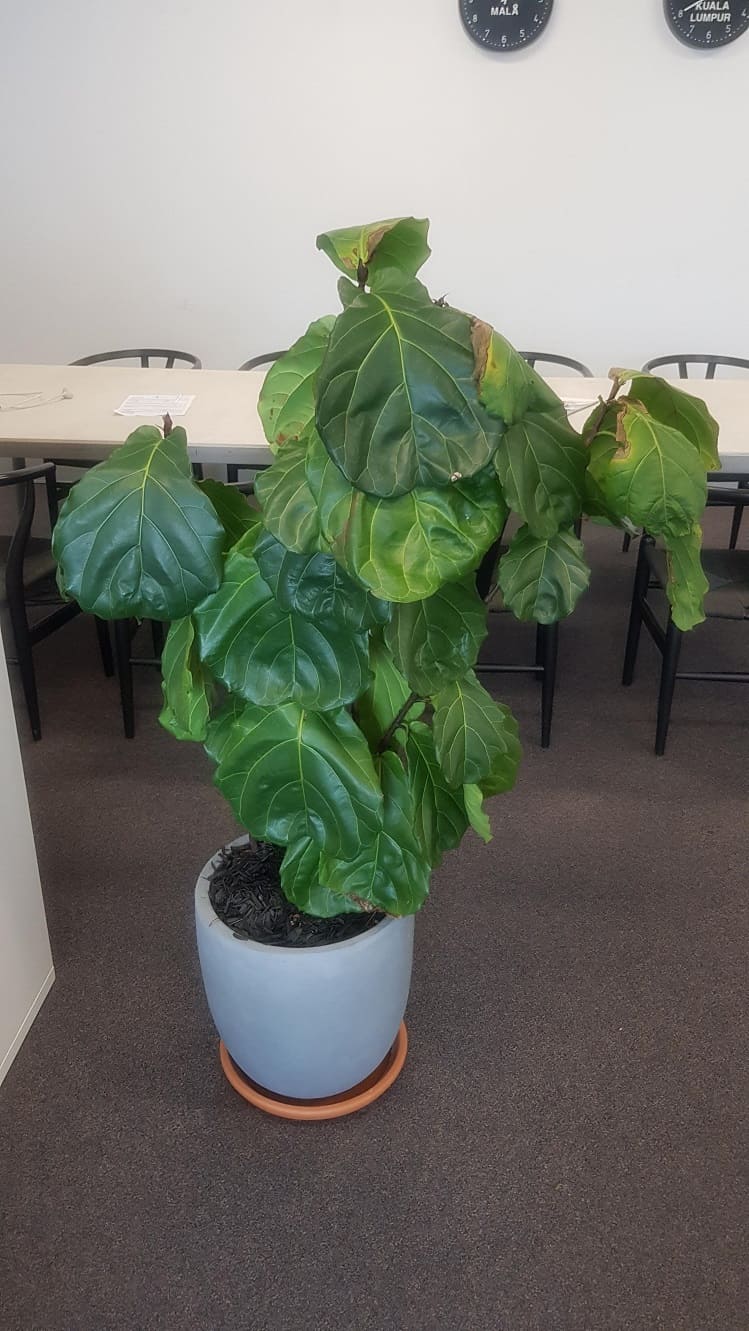 Drooping leaves on fiddle leaf fig