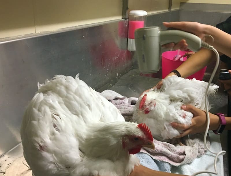 Drying Wet Chickens