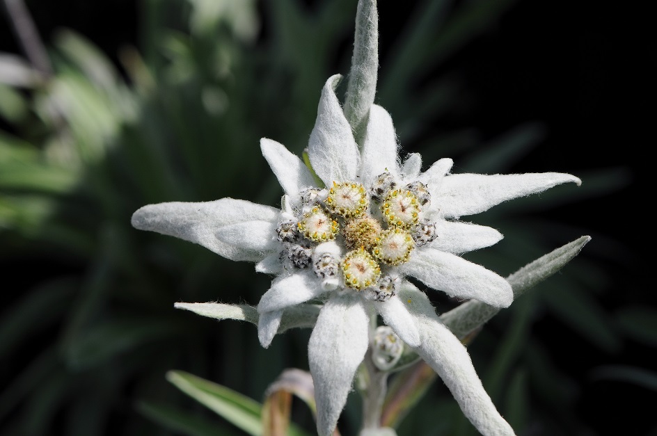 Edelweiss flowers
