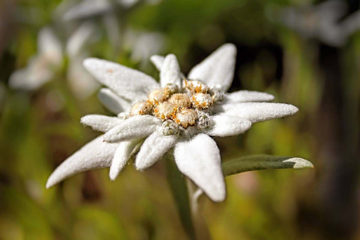 Edelweiss