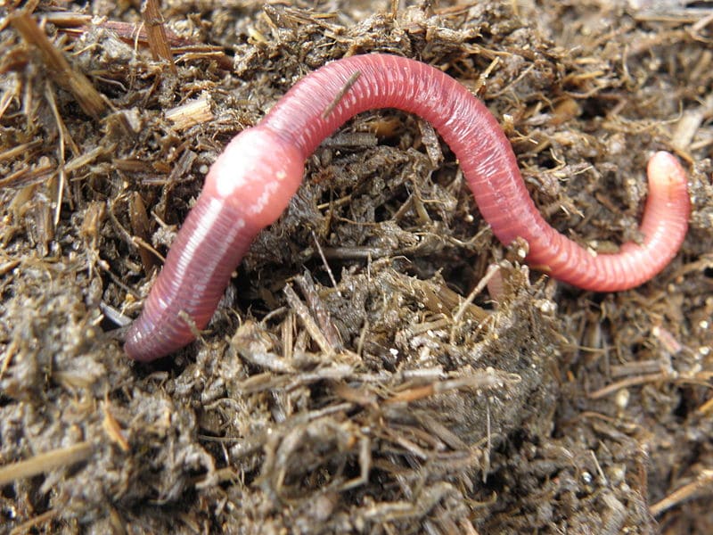 Epigeic Species