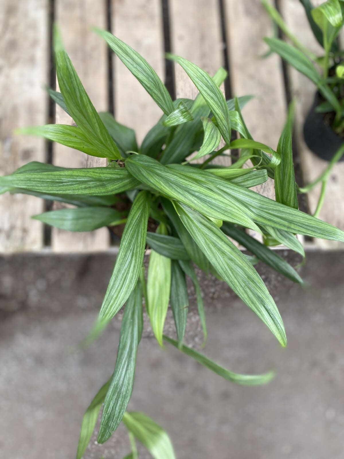 Epipremnum Amplissimum Silver Streak