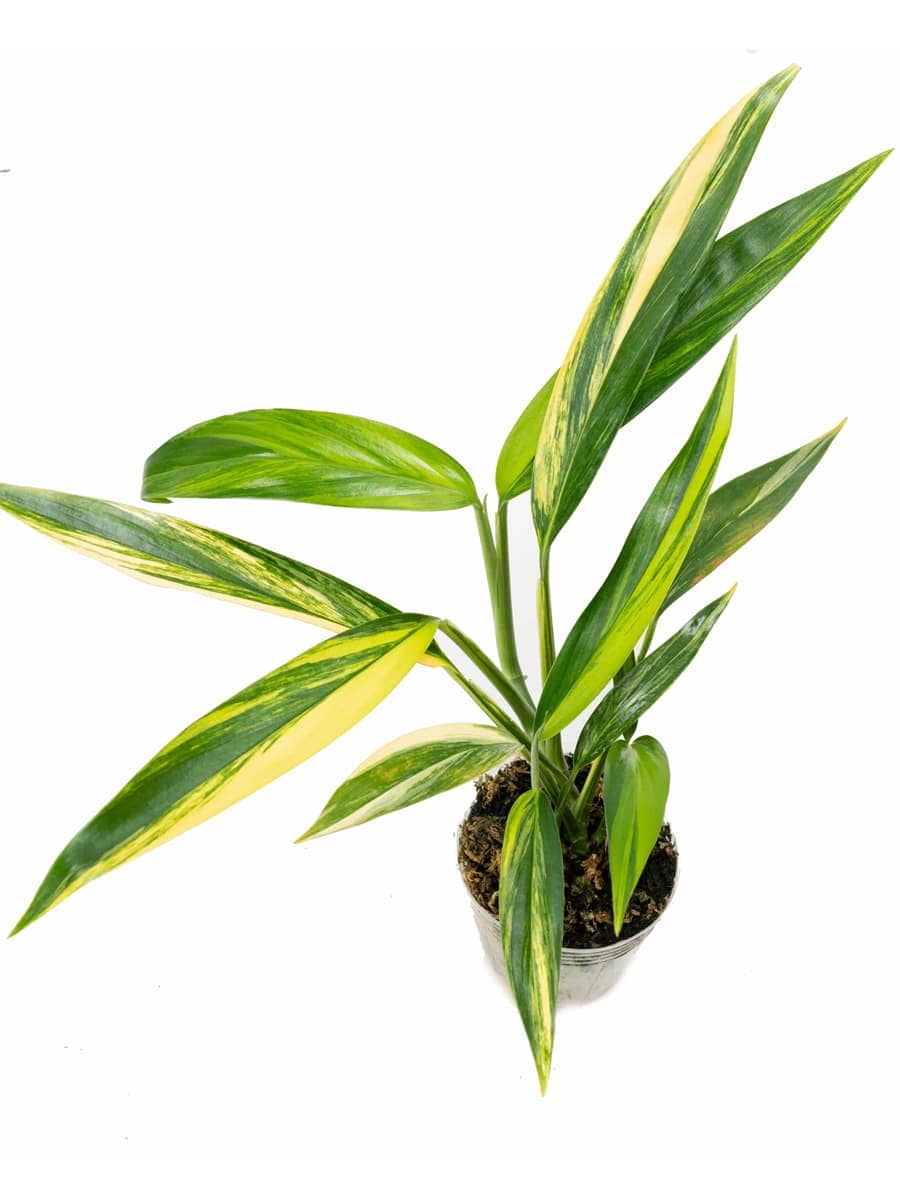 Epipremnum amplissimum Aurea Variegated