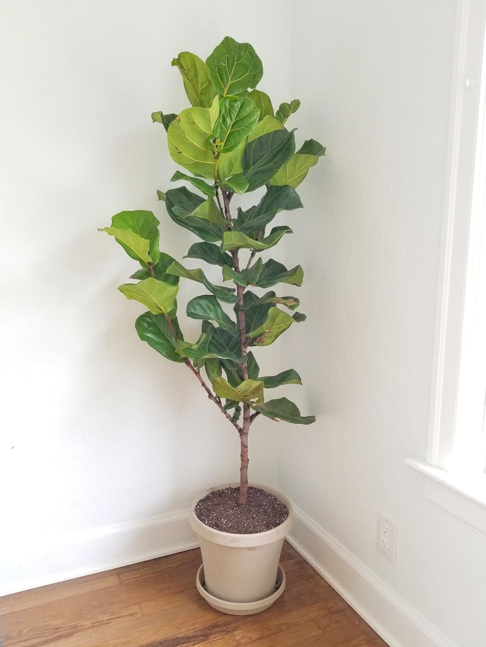 Fiddle leaf figs want bright, indirect light