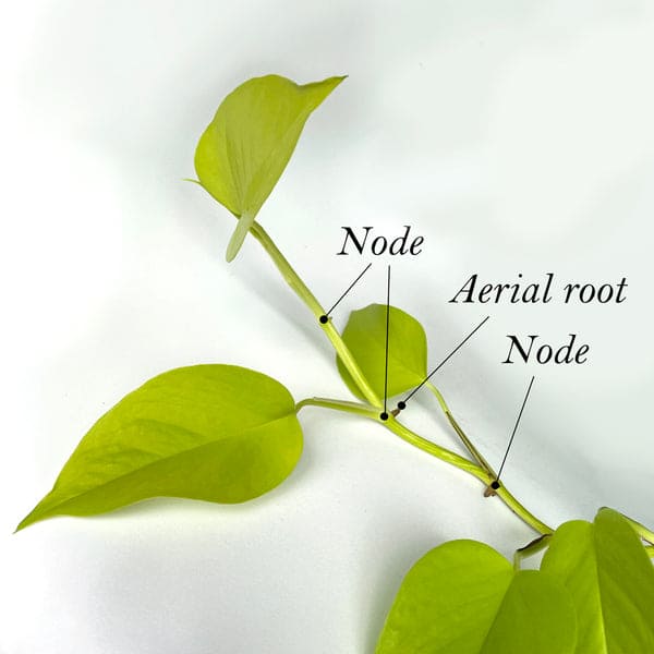 Find the nodes