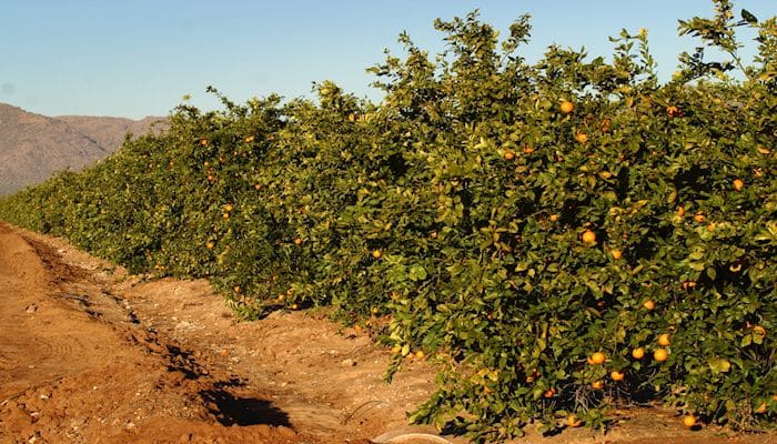 Fruit Trees for the Desert