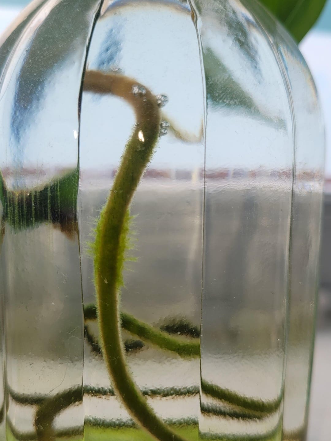 Green algae in propagation containers