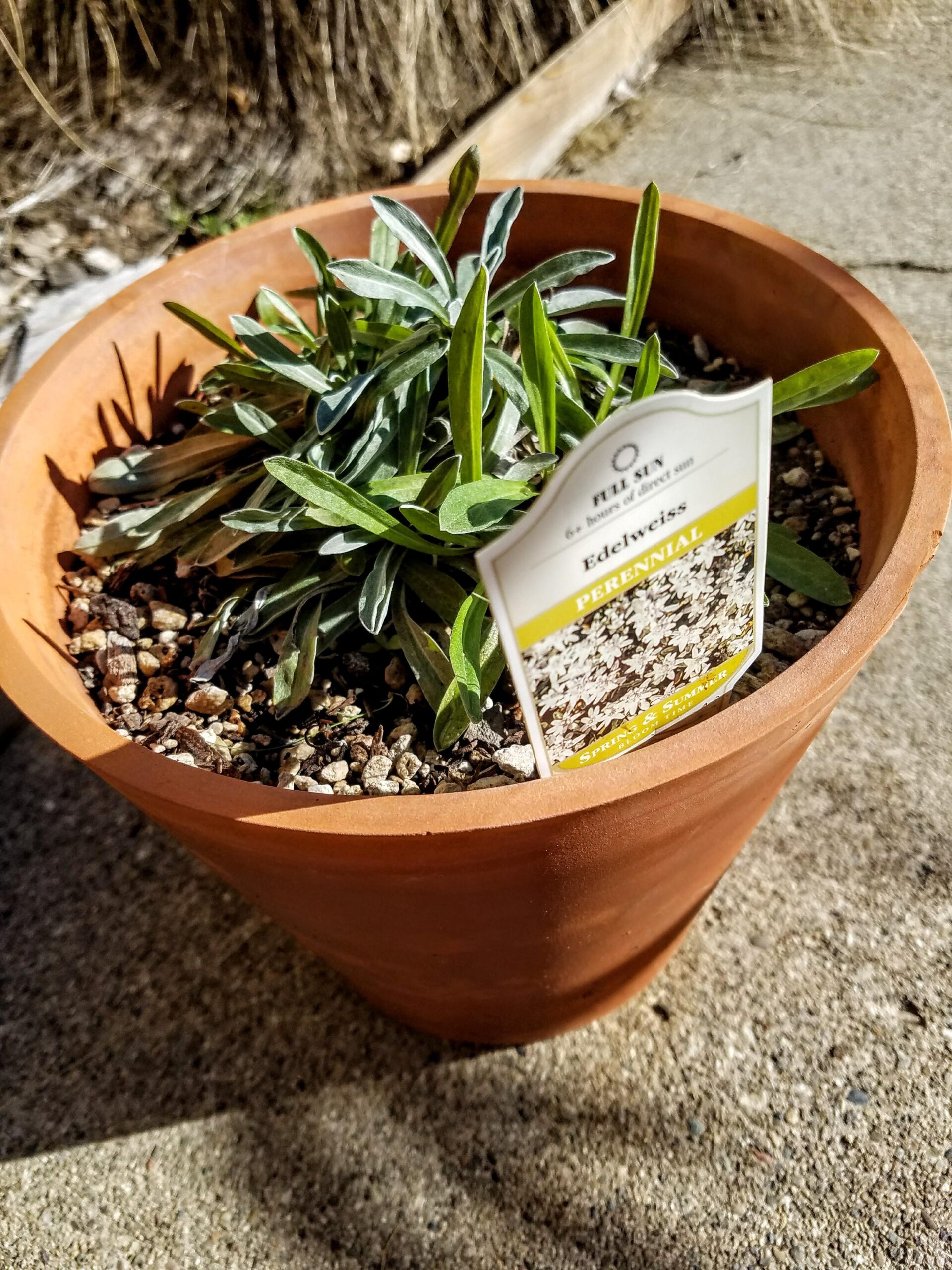 Growing Edelweiss in container