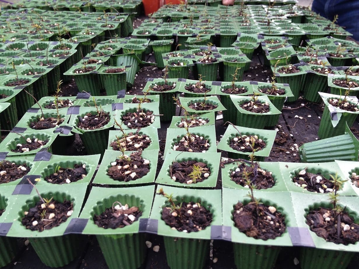 Growing Manuka from seed