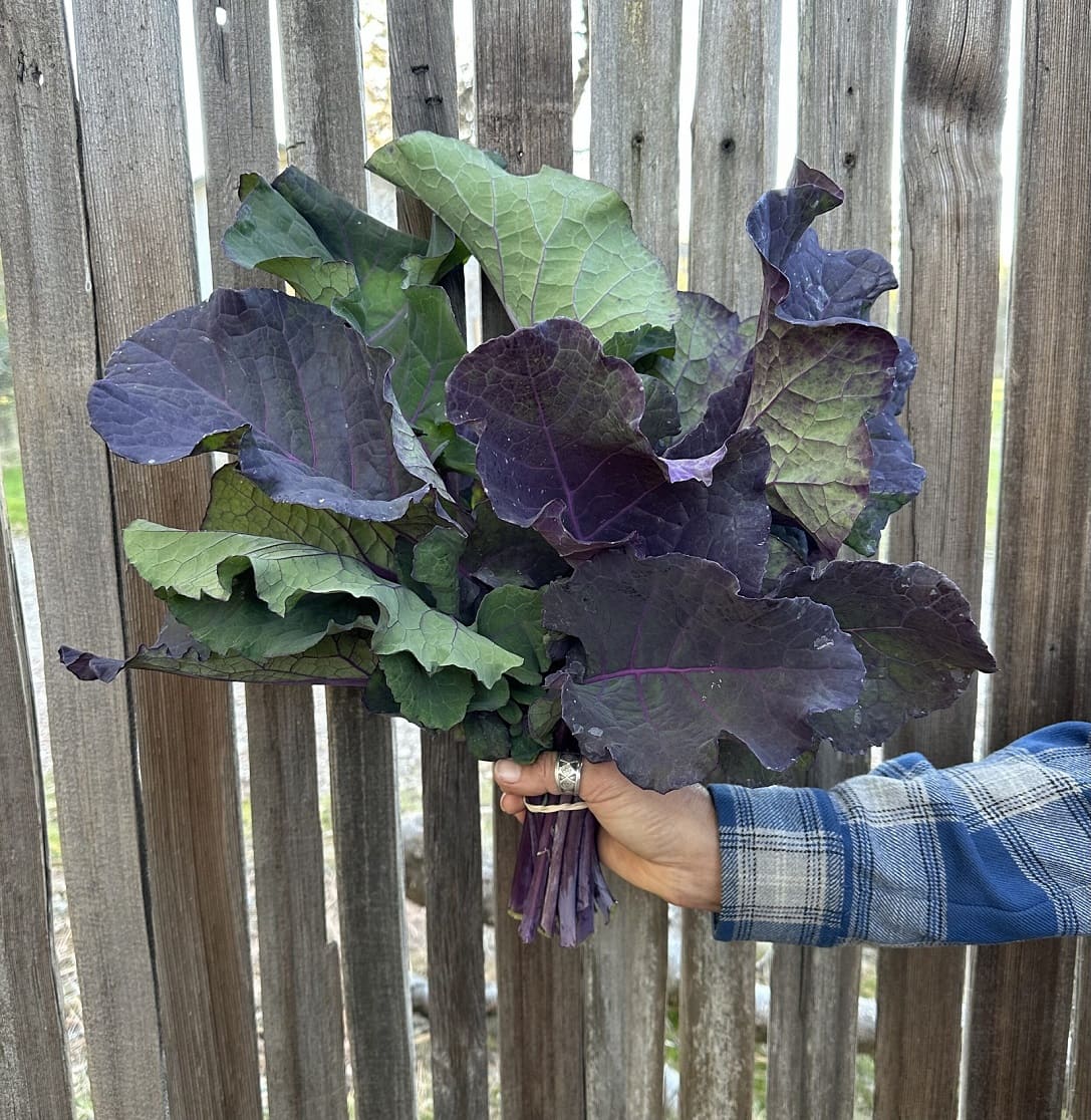 Harvesting Purple Tree Collards