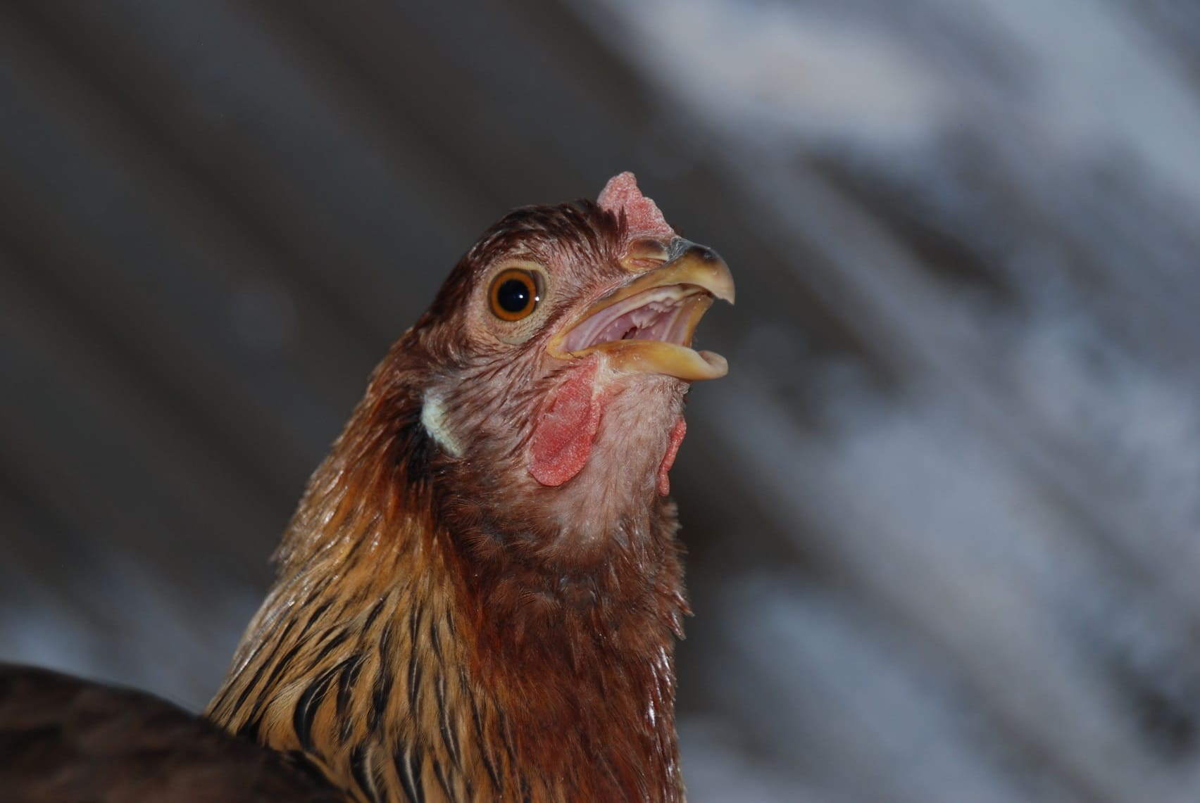 Heat Exhaustion in Chickens