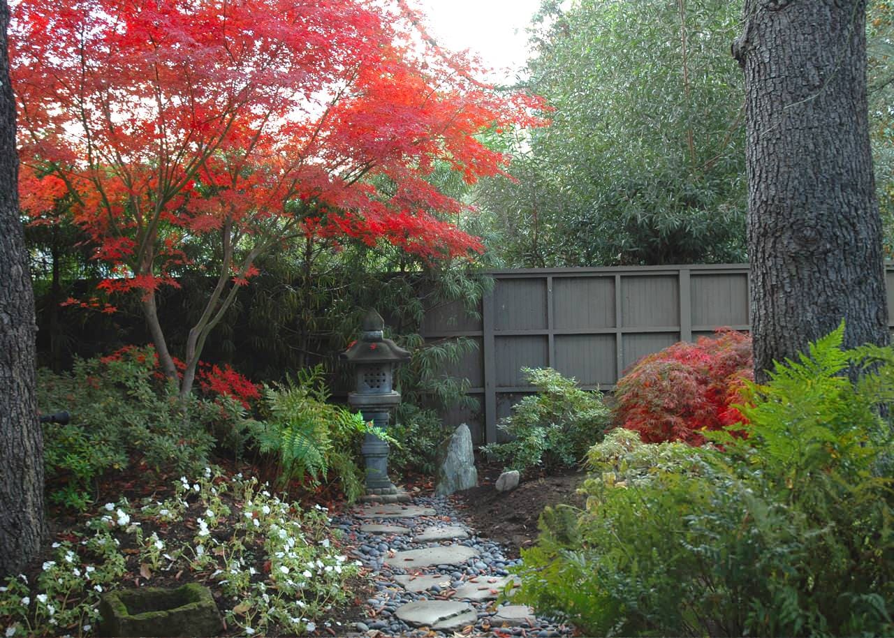 Japanese maple