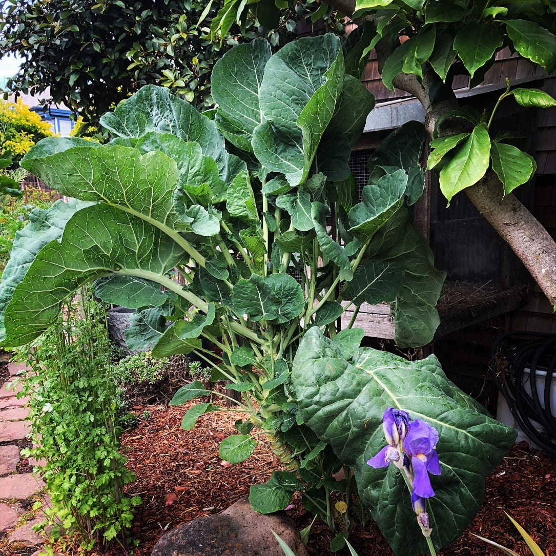 Jolly Green Tree Collard