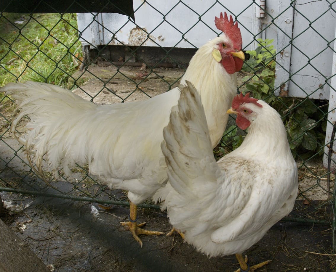 Leghorns