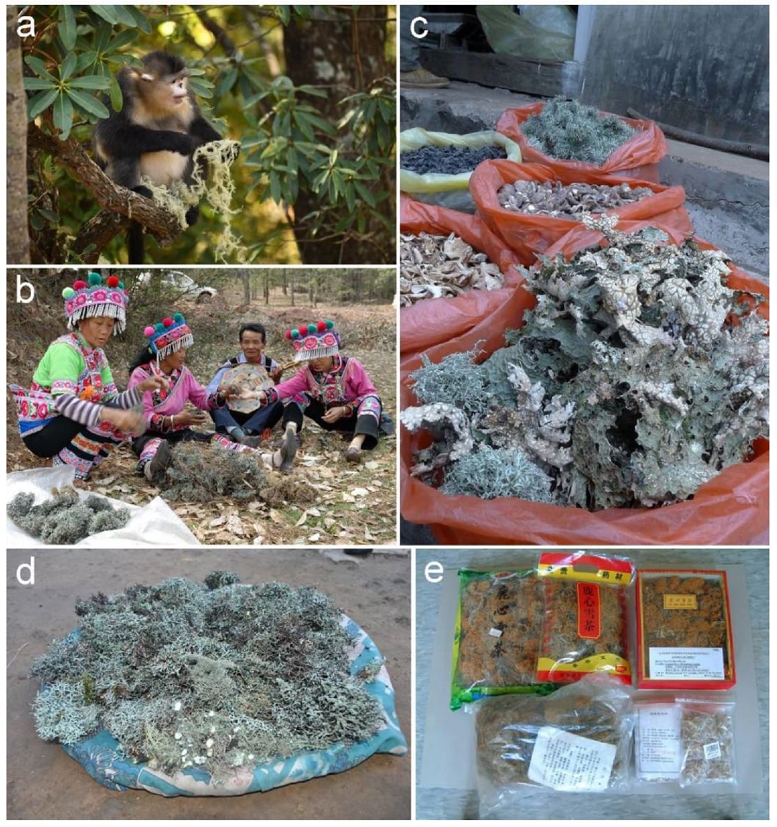 Lichens uses
