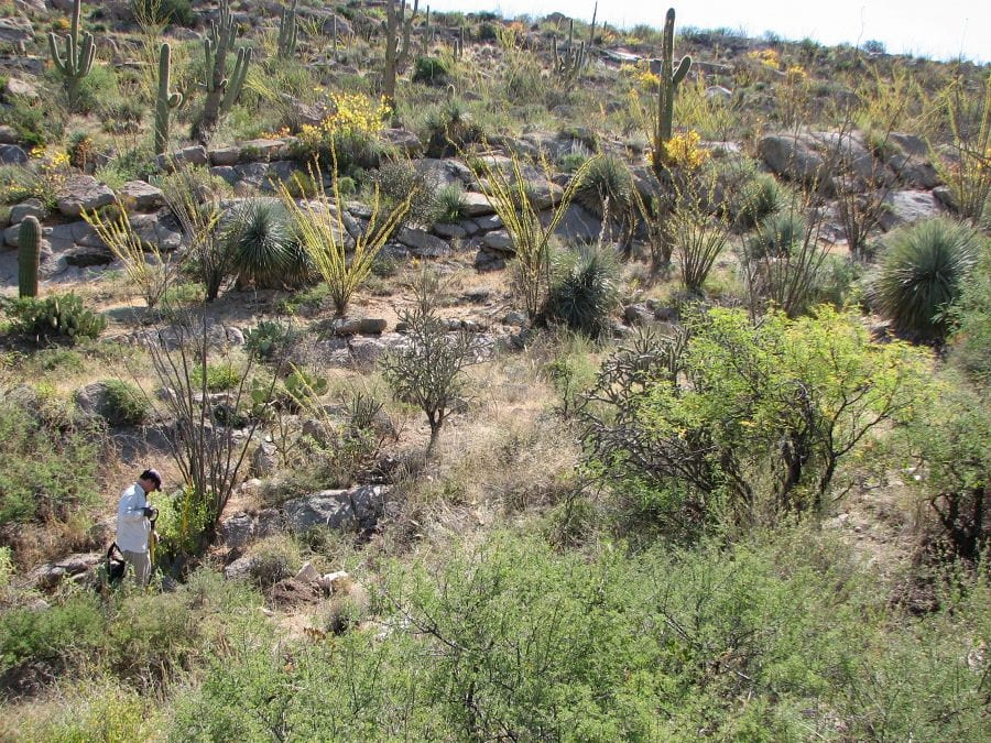 Low elevation desert
