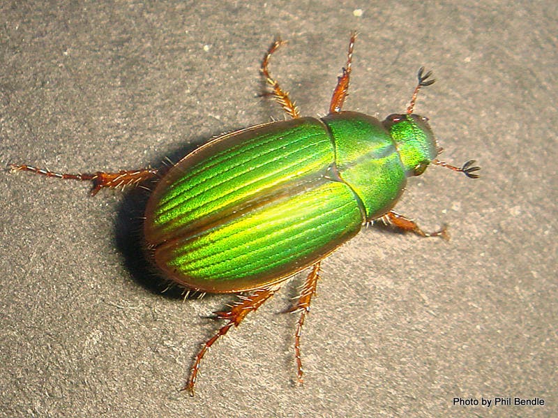 Manuka Beetle