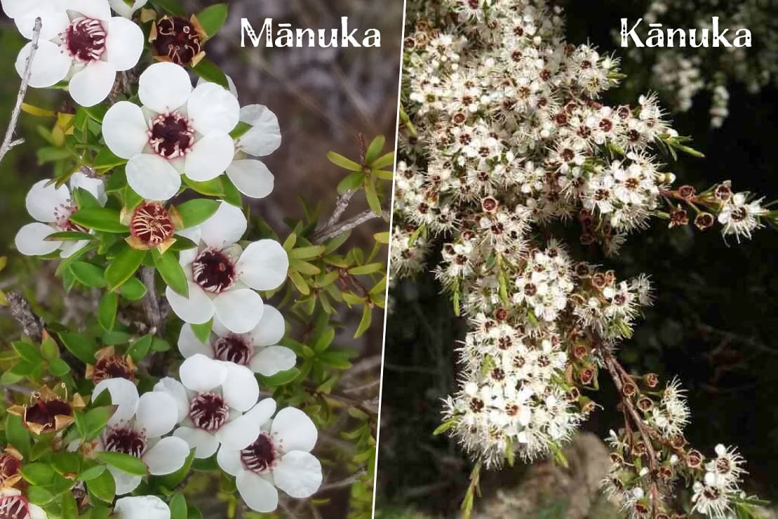 Manuka vs. Kanuka