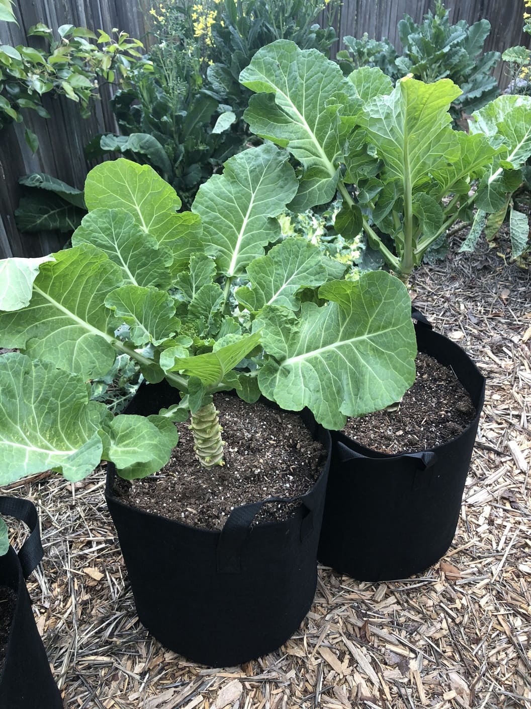 Merritt Tree Collard