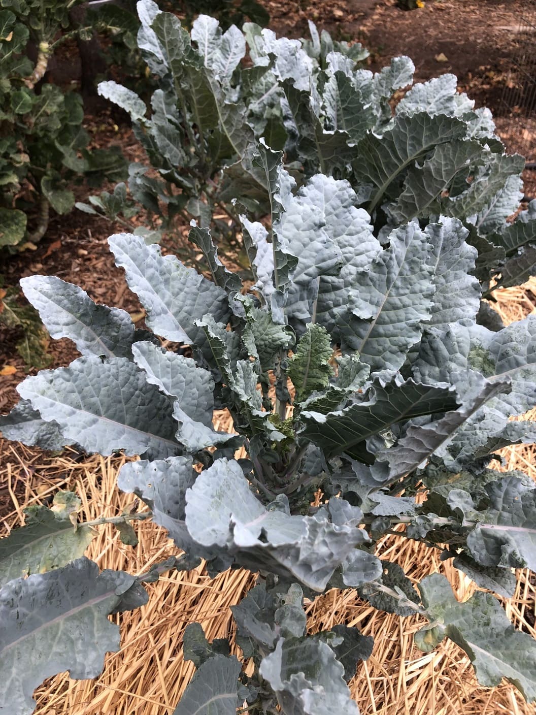 Michigan Tree Collard
