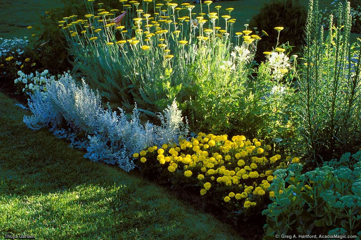 Morning light in garden