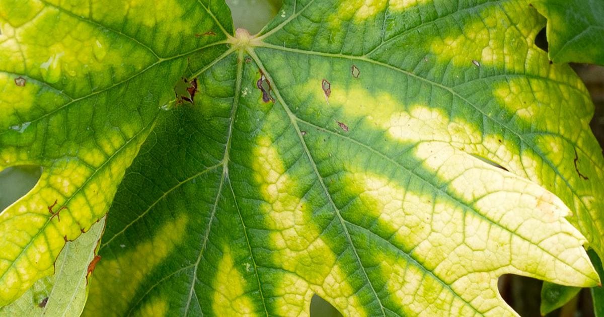 Nitrogen Deficiency