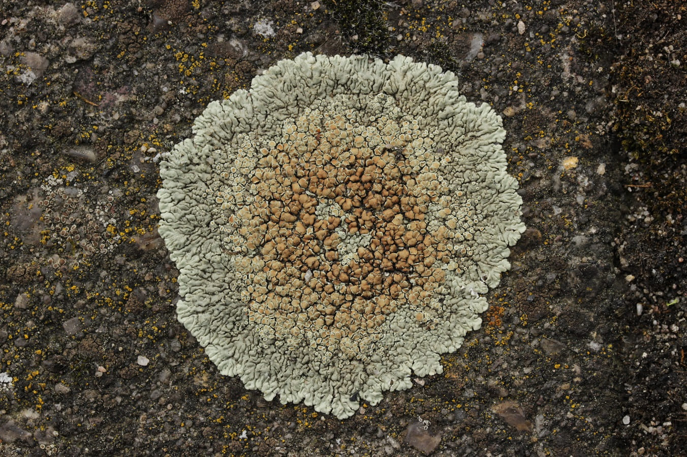 Protoparmeliopsis muralis