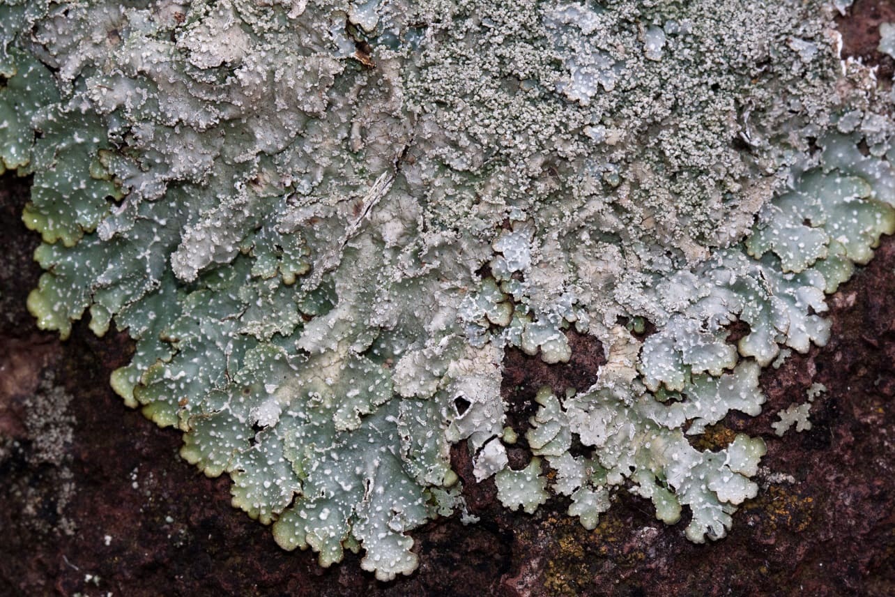 Punctelia species