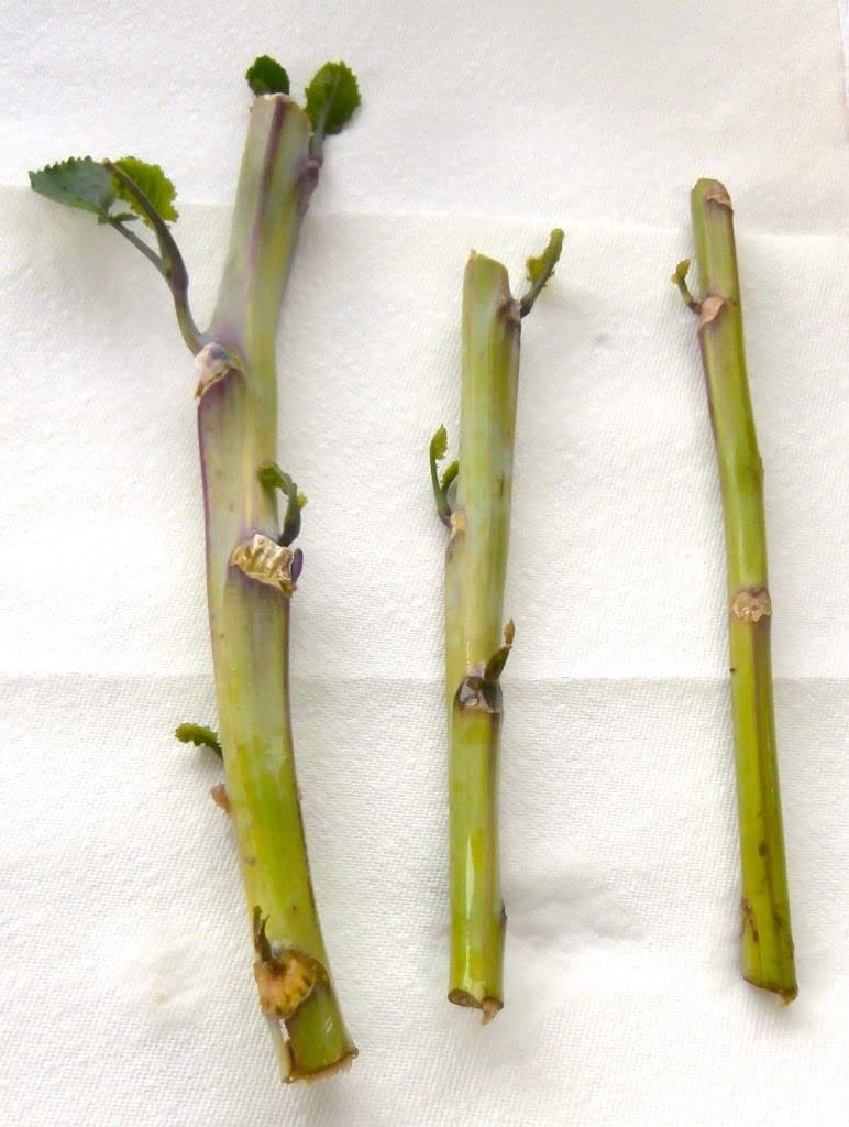 Purple Tree Collard Propagation