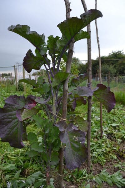 Purple Tree Collards Support