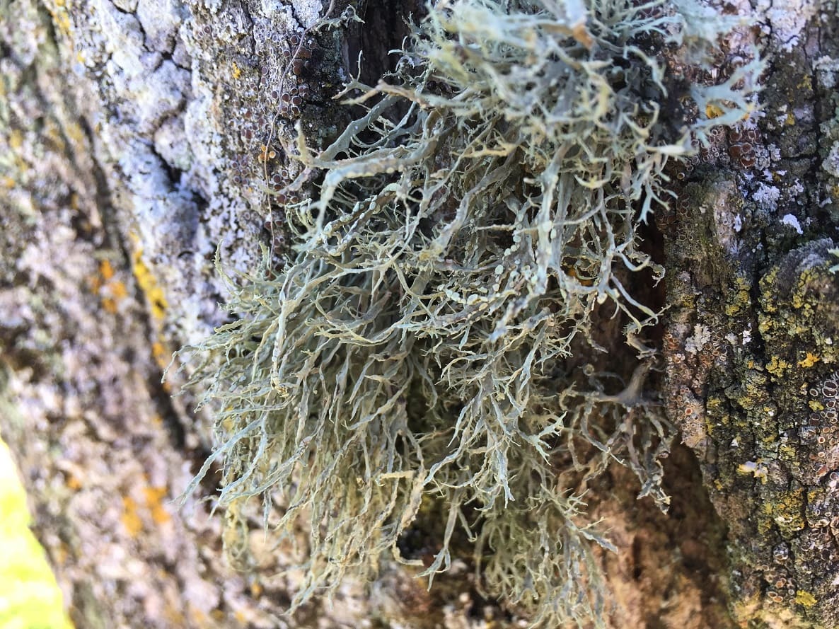 Ramalina farinacea