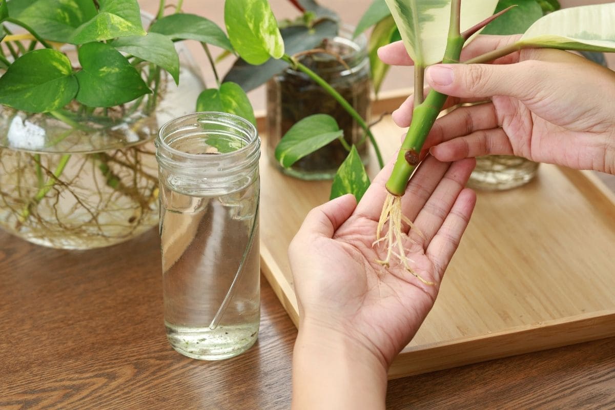 Root Development