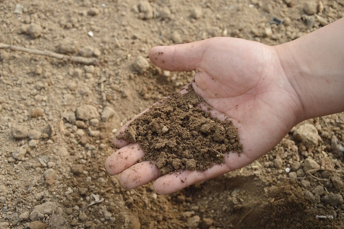 Sandy Soil