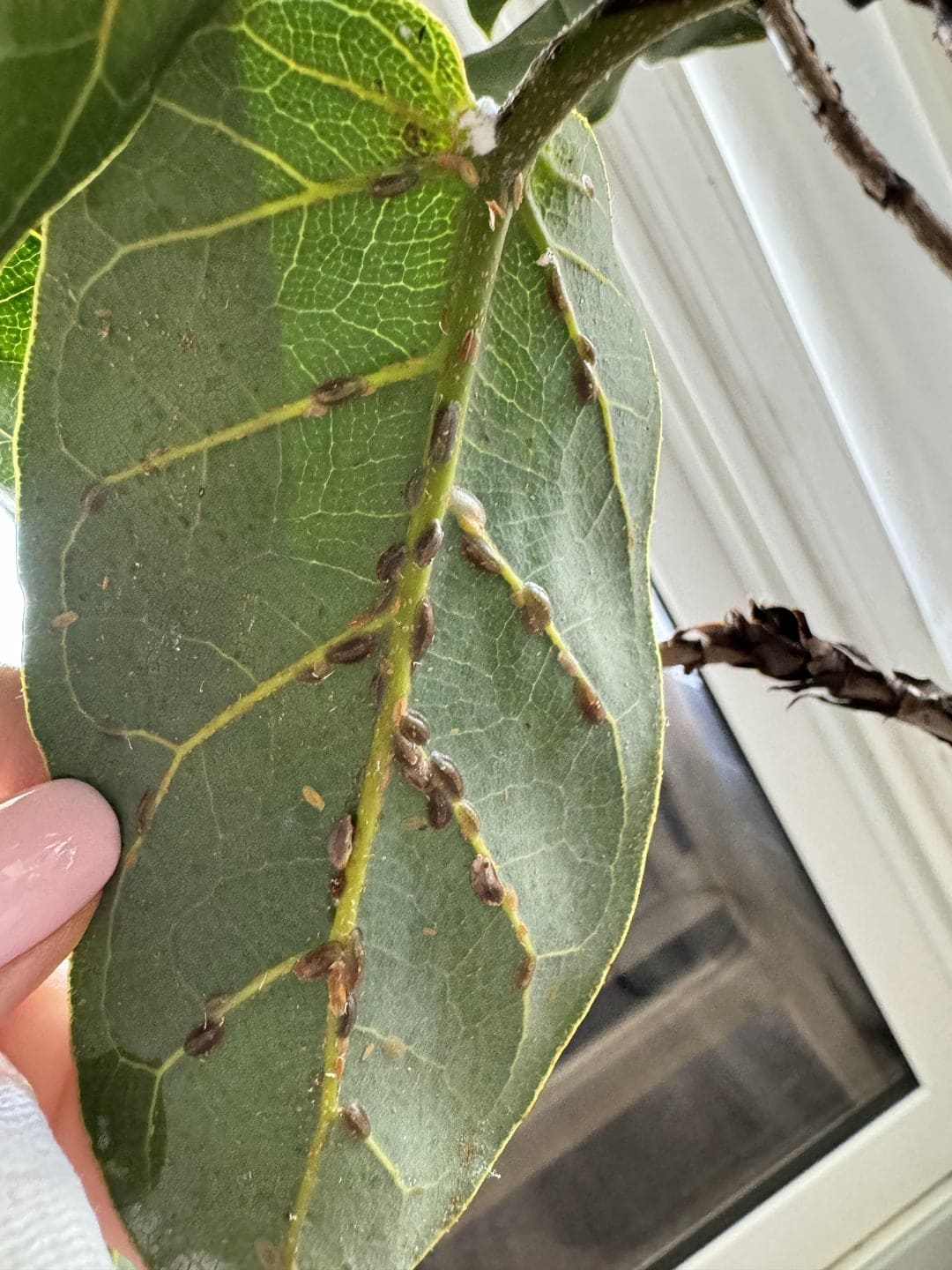 Scale insects on Fiddle Leaf Fig