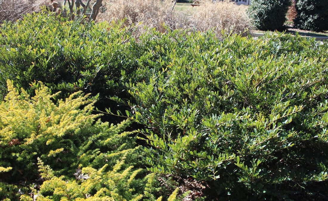 Shrubs that outgrow their intended size